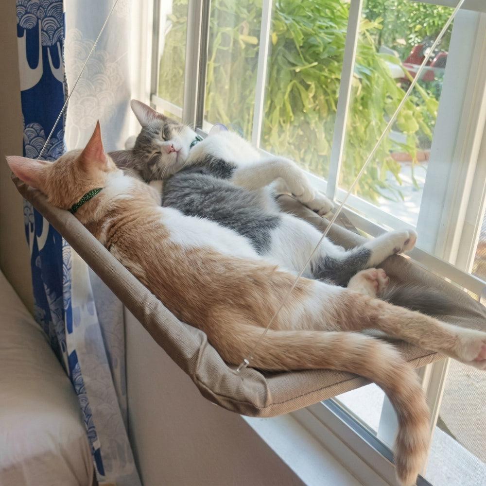 Hamac De Fenêtre À Ventouse Pour Chat