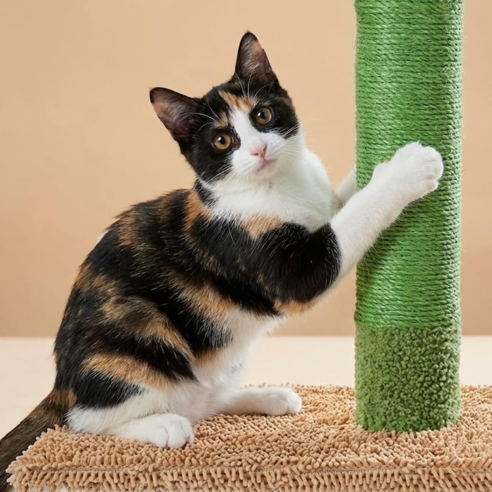 Chat Confort Arbre à Chat Cactus XXL Arbre à Chat Cactus XXL : Adoptez le style