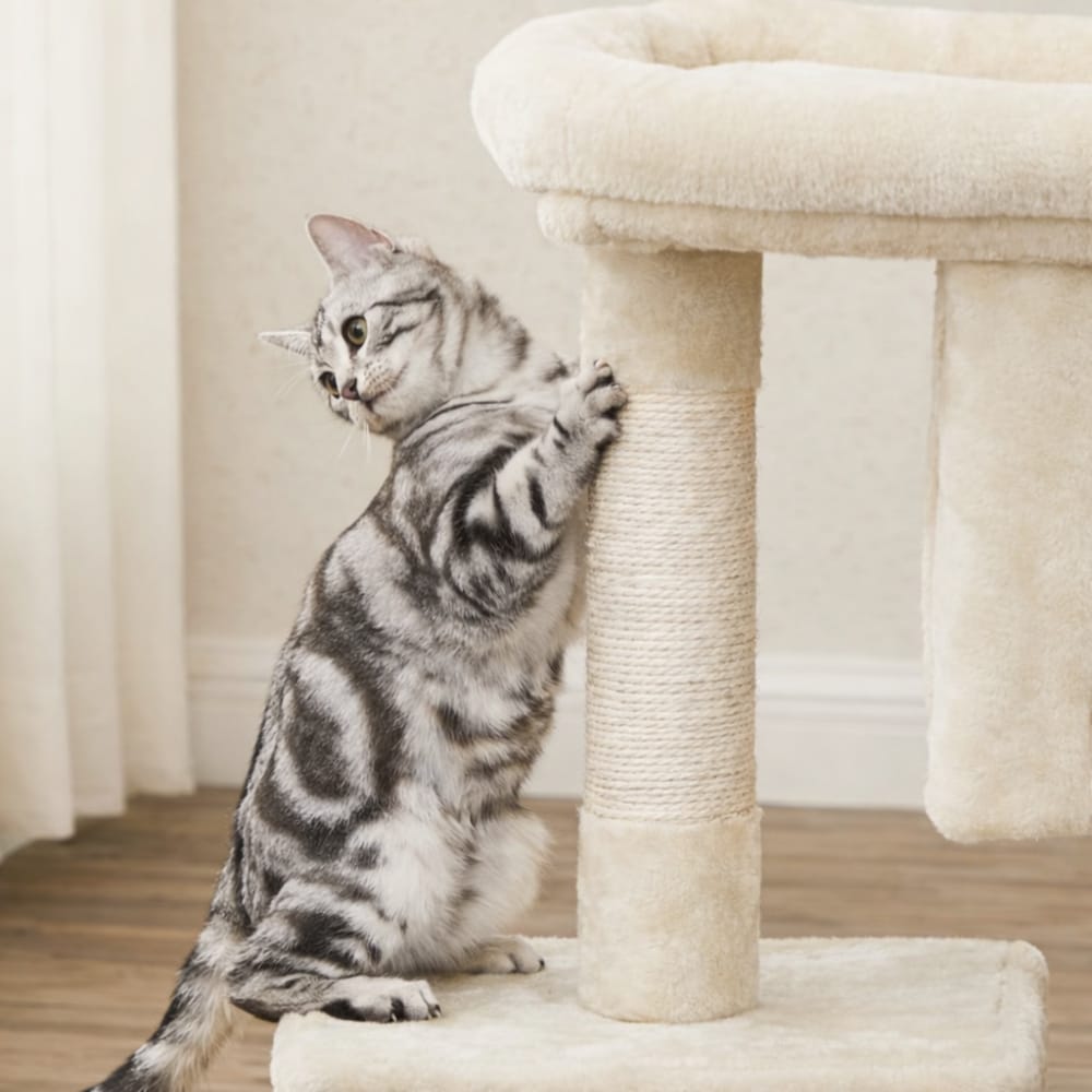 Chat Confort Arbre à Chat pour Chaton Arbre à Chat pour Chaton – Offrez-lui un Terrain de Jeu Irrésistible !