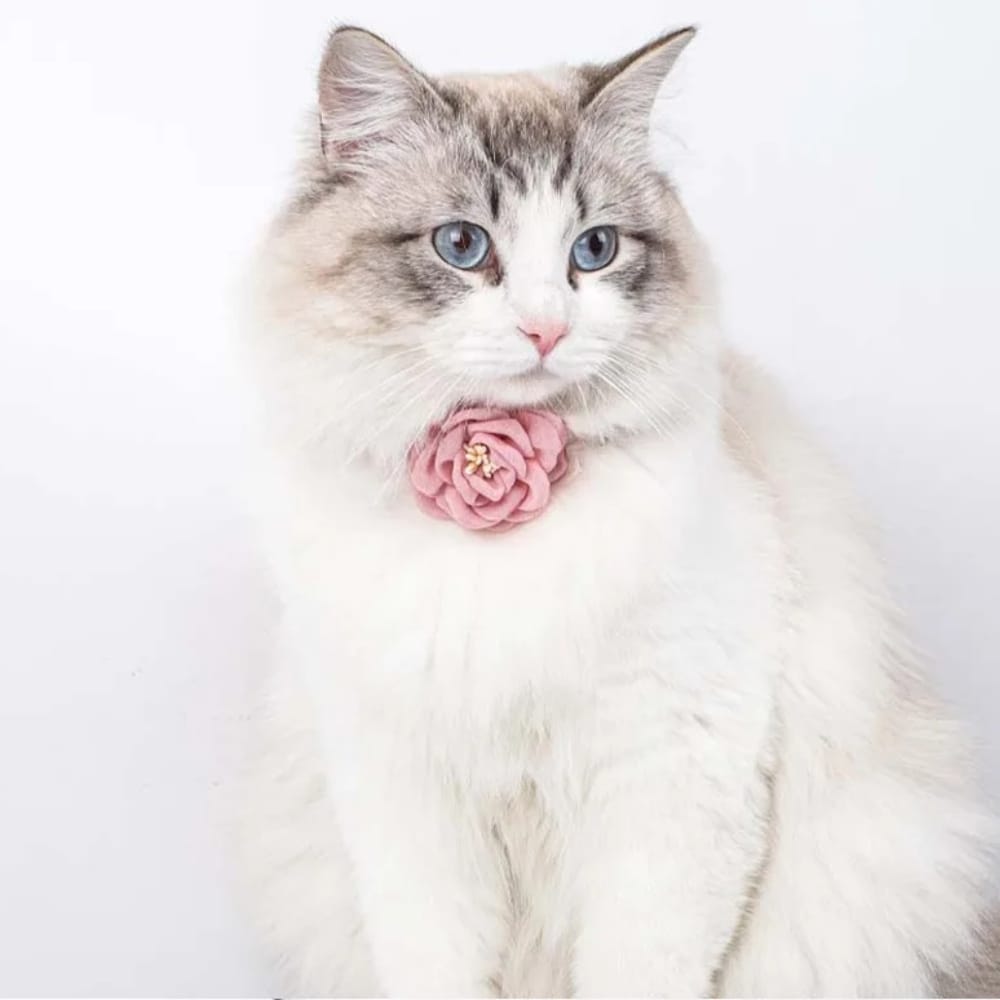 Chat Confort Collier Chat à Fleur Collier Chat à Fleur : Adoptez l’éclat