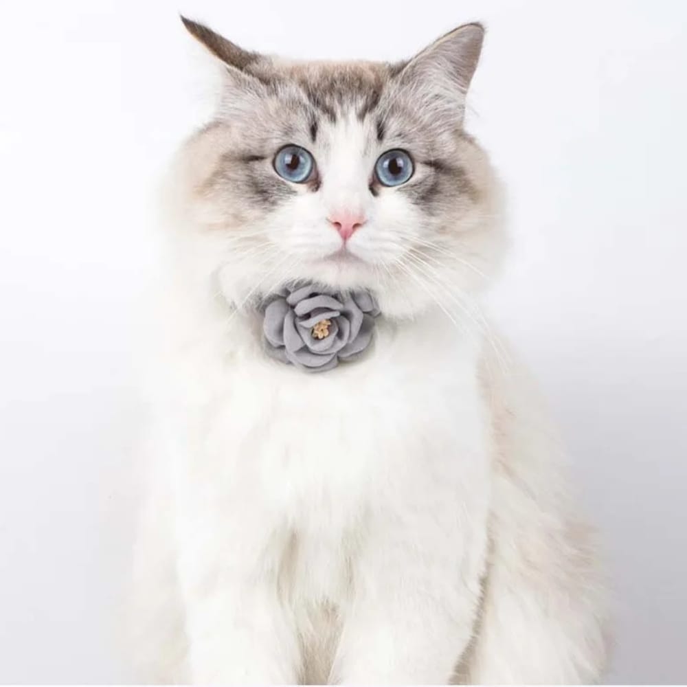 Chat Confort Collier Chat à Fleur Collier Chat à Fleur : Adoptez l’éclat Image