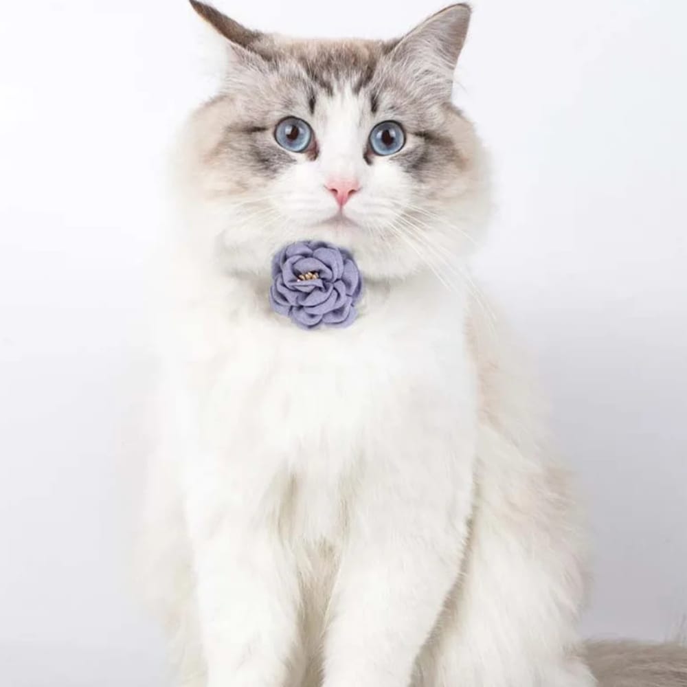 Chat Confort Collier Chat à Fleur Collier Chat à Fleur : Adoptez l’éclat