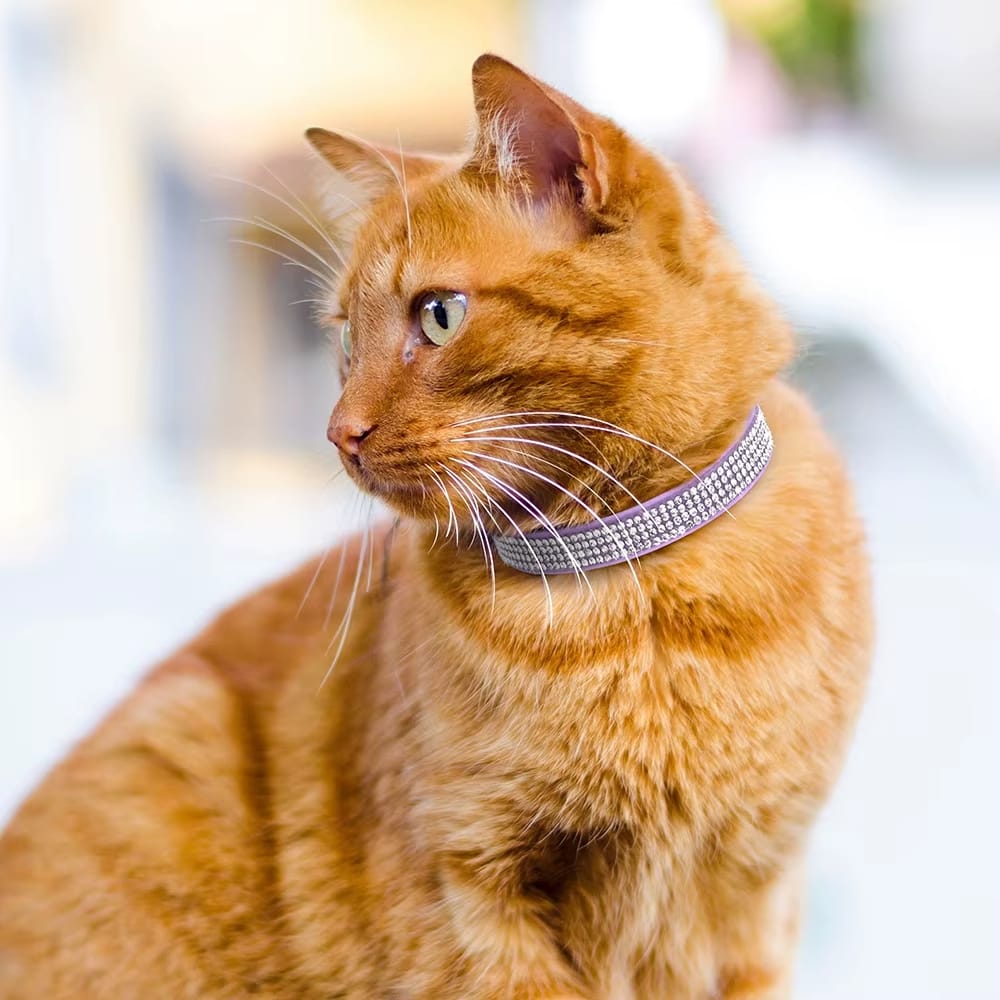Chat Confort Collier Pour Chat Diamant Collier Chat Diamant : anti étranglement et brillant  !