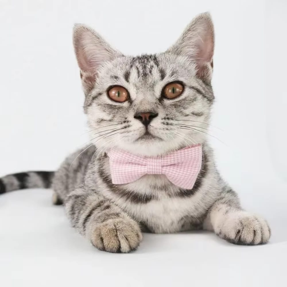 Chat Confort Collier Chat Noeud Papillon Collier Chat Noeud Papillon : Élégance irrésistible