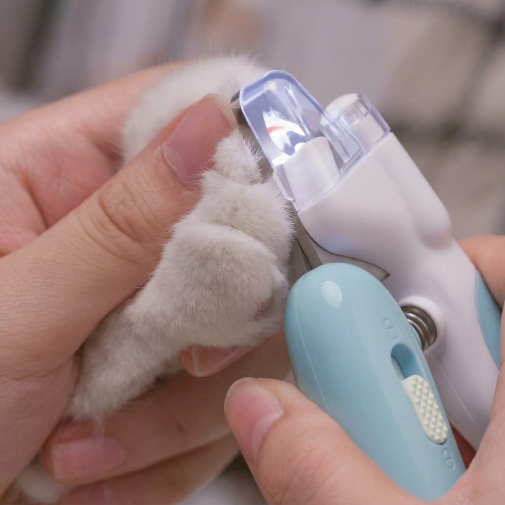 Chat Confort Coupe Griffe à LED Coupe Griffe à LED : brille, coupe net !