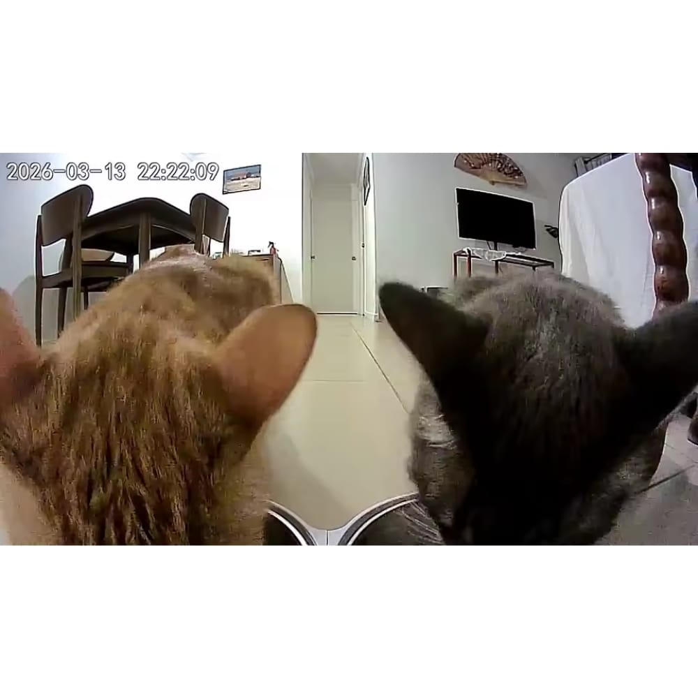 Chat Confort Distributeur de croquette 3.5L WIFI Distributeur de croquette 3.5L WIFI : Gérer à distance