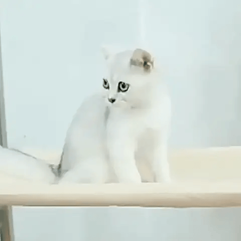 Chat Confort Hamac De Fenêtre À Ventouse Pour Chat Hamac De Fenêtre À ventouse Pour Chat Trouvez le confort!