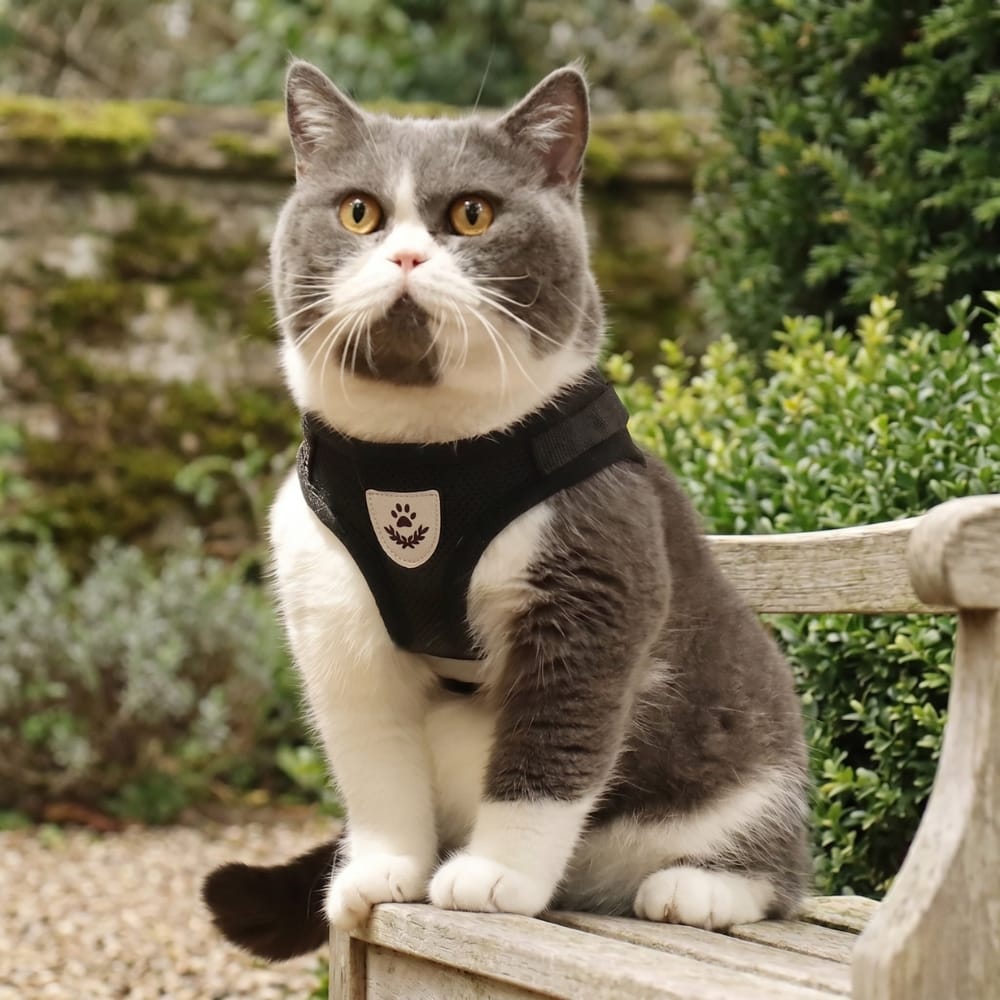 Chat Confort Harnais Pour Chat Anti Fugue Réfléchissant Harnais Pour Chat Anti Fugue Réfléchissant Sécurisez ! Image