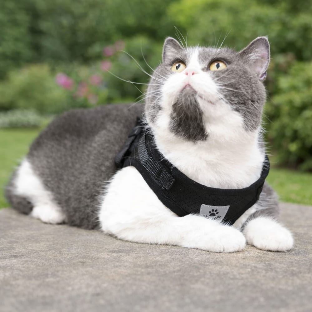 Chat Confort Harnais Pour Chat Anti Fugue Réfléchissant Harnais Pour Chat Anti Fugue Réfléchissant Sécurisez !
