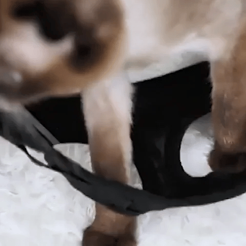 Chat Confort Harnais Pour Chat Anti Fugue Réfléchissant Harnais Pour Chat Anti Fugue Réfléchissant Sécurisez ! Image