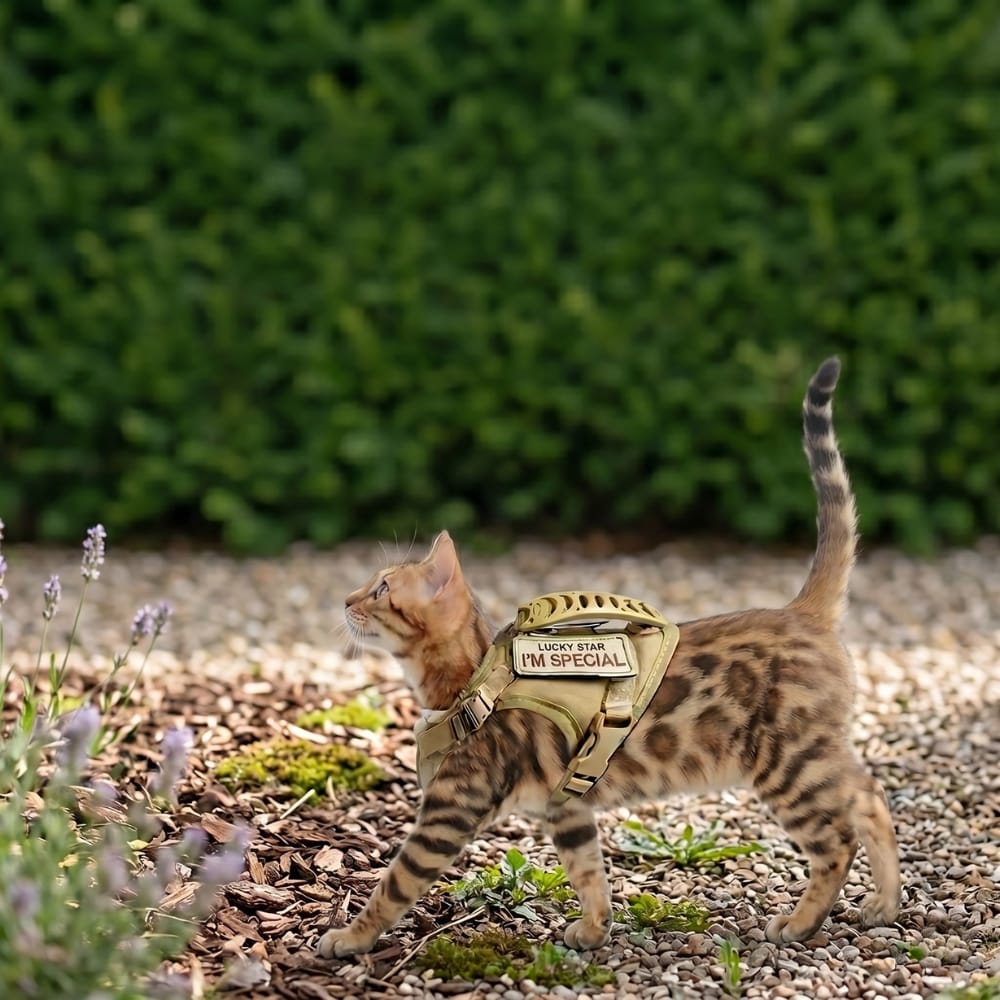Chat Confort Harnais Tactique Pour Chat Harnais Tactique Pour Chat - Anti Fugue Et Confortable