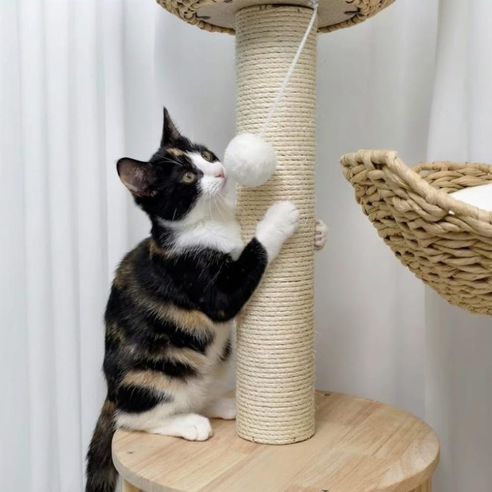 Chat Confort Petit Arbre à Chat Design Petit Arbre à Chat Design : Craquez !