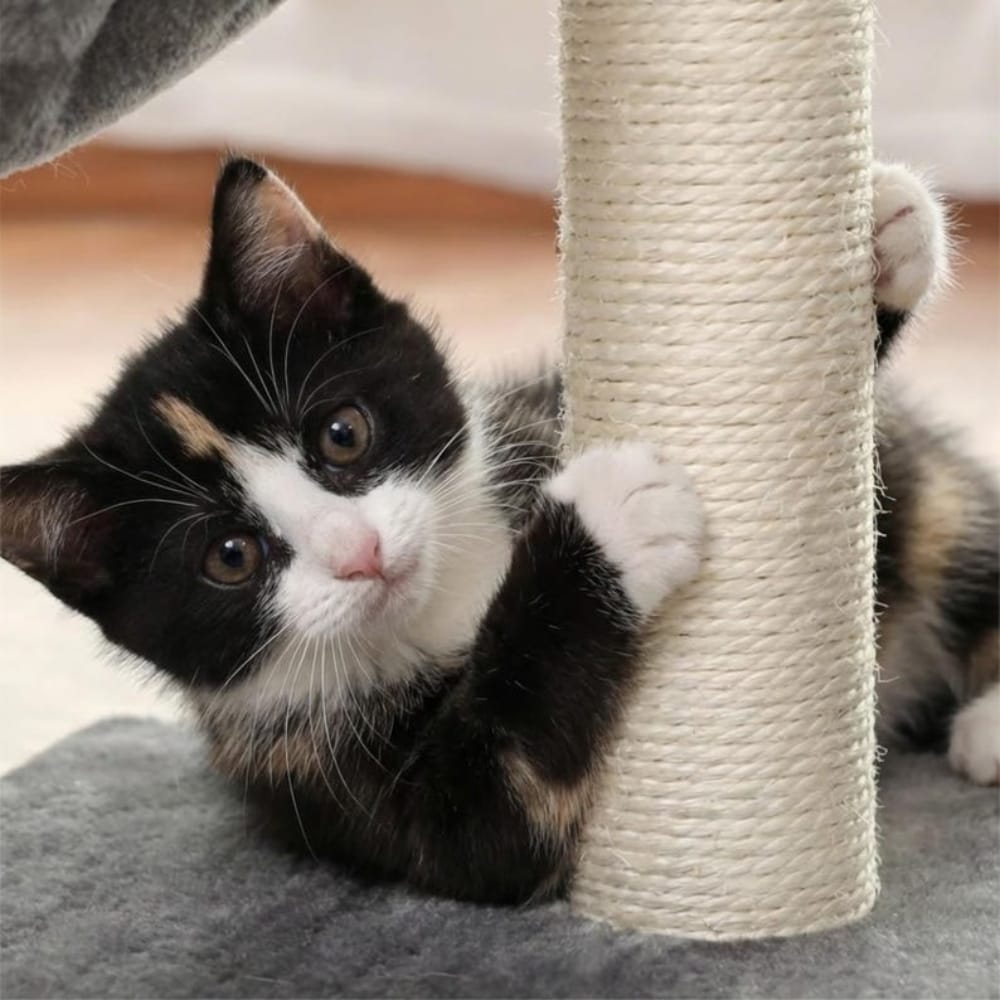 Chat Confort Petit Arbre à Chat Petit Arbre à Chat : Offrez-lui son repère