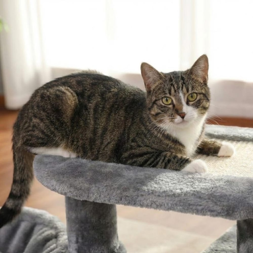 Chat Confort Petit Arbre à Chat Petit Arbre à Chat : Offrez-lui son repère