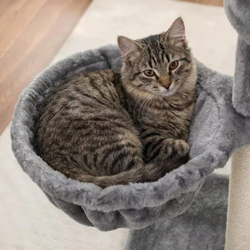 Chat Confort Petit Arbre à Chat Petit Arbre à Chat : Offrez-lui son repère