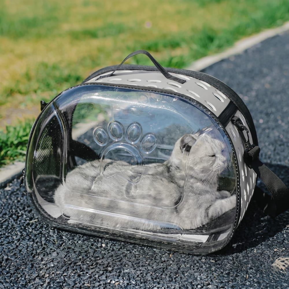 Chat Confort Sac De Transport Chat Transparent Sac De Transport Chat Transparent Prêt à partir